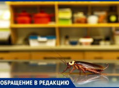 Живой мир: в одном из анапских «Магнитов» кишат тараканы