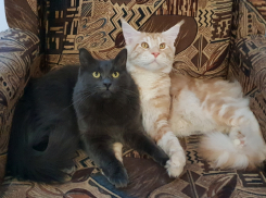 Томас и Фокс - новые участники конкурса "Самый красивый кот Анапы"