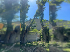 Анапа осталась без «главного дровосека» – убирать аварийные деревья теперь некому