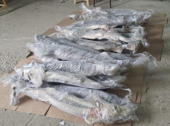 В Анапе полиция изъяла более полутоны немаркированных морепродуктов