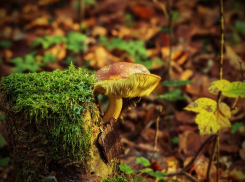 Из-за чего травятся люди в Анапе