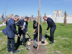 В Крещенском парке Анапы высадили еще 50 новых саженцев