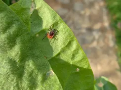 В Анапе пройдет обработка территорий от клещей