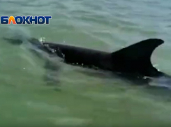 Спасение выброшенного на берег под Анапой дельфина попало на видео