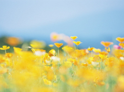 Погода в Анапе на 7 июня