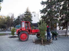 На некоторых улицах Анапы появились новые деревья