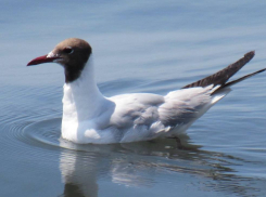 Озерная чайка: грациозная обитательница Анапы