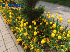 АО «Зеленстрой» продолжит озеленение Анапы в 2025 году