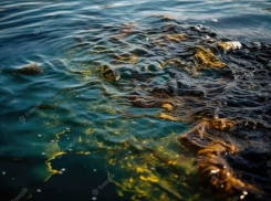 Загрязненная после разрушения Каховской ГЭС вода не дойдет до берегов Анапы