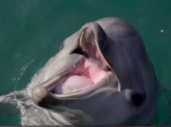 Ещё один анапский дельфинарий терпит бедствие и-за коронавируса