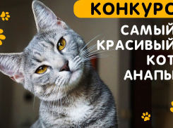 В конкурсе «Самый красивый кот Анапы» уже появились первые участники!!