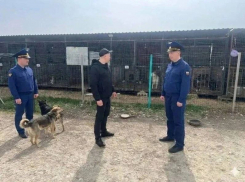 В Анапе проверяют приют для животных и подрядчика по отлову
