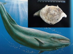 Чудо-юдо-рыба-кит: недалеко от Анапы нашли останки древнего морского млекопитающего