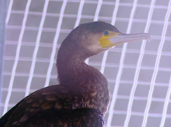 Более 30 птиц готовят выпустить в Анапе из Центра реабилитации 