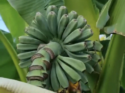 Тропическая Анапа: на улицах города растут бананы