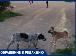 В Анапе на мальчика набросилась стая собак