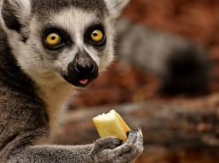 Анапчанин обманул москвичку, продав ей не существующего лемура за 73 тыс. рублей