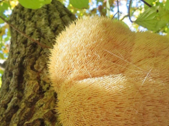 В лесах под Анапой растет сказочный мохнатый гриб