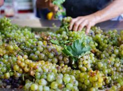 Для анапчан и отдыхающих фермеры организовали винный тур