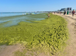  После шторма в море у берегов Анапы появилась зелёная жижа