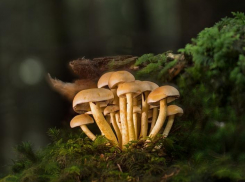 Анапчанин отравился грибами и едва остался жив: как не оказаться на его месте?