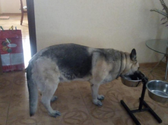 В Анапе на улице Парковой пропала восточно-европейская овчарка Гера! 