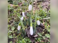 В Анапе раньше срока распустились первые подснежники. (Видео)