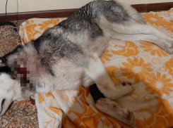 В селе под Анапой произошла попытка жестокого убийства собаки — ведется проверка