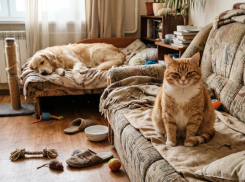 11 апреля — День домашних животных. 