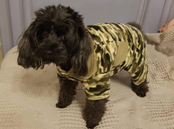 Анапчане, помогите найти беглеца Захарчика!