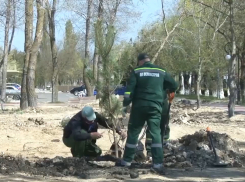 В Анапе появилась новая благоустроенная зона отдыха, там высадили около сотни сосен