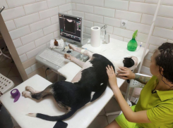 В Анапе пса выкинули с балкона 9 этажа