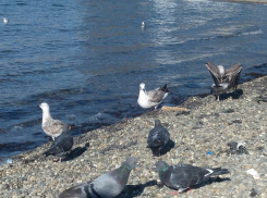 Бесплатный береговой патруль в Анапе или морские разбойники?