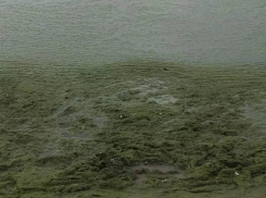 В море у берегов Анапы зацвели водоросли