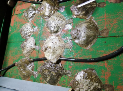 Под Анапой пограничники изъяли у браконьера крупный улов камбалы - 267 штук
