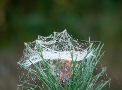 Советы для анапских садоводов: как избавиться от паутинного клеща