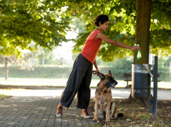 За неубранную после выгула собак территорию анапчан будут штрафовать