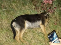 В Гай-Кодзоре под Анапой жестоко расправились с бездомными собаками