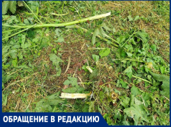 «Это не косари – это карательный отряд» – анапчане возмущены