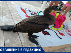 Екатерина Рязанова спрашивает, как помочь птице с поврежденным крылом на пляже под Анапой
