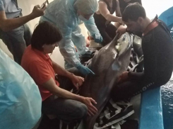 Анапчане возмущены браконьерской ловлей дельфинов в Чёрном море