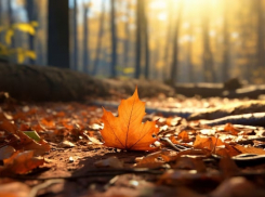 Опасная осень в Анапе: почему детям лучше не играть в парке с листвой