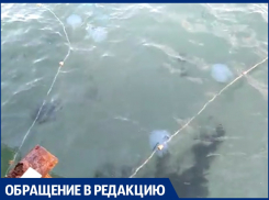 На кого поставлены сети у берегов Анапы?