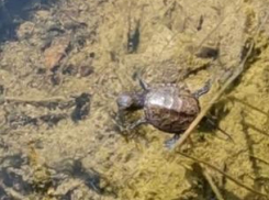 В Анапе на волю выпустили искусственно выведенных краснокнижных черепах