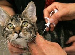 Вскоре анапчане должны будут обязательно регистрировать своих домашних животных