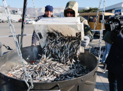 Когда в соседнем с Анапой городе начнется фестиваль хамсы