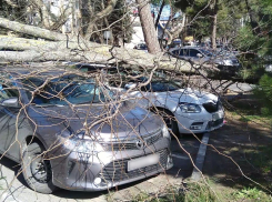 В Анапе сломанные ветром деревья валятся прямо на крыши машин и рвут провода