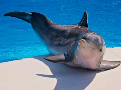 Вылов дельфинов у берегов Анапы запретят в 2024 году