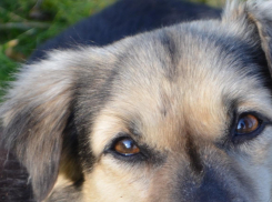 «Бродячих собак в Анапе нужно отстреливать!»-заявила женщина, но у закона иное мнение