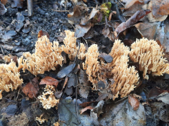 Морской коралл или оленьи рожки: удивительный гриб в окрестностях Анапы